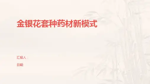 金银花套种药材新模式