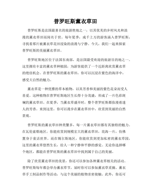 普罗旺斯薰衣草田