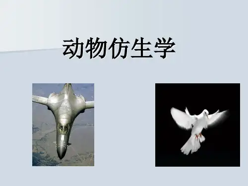 动物仿生学.ppt