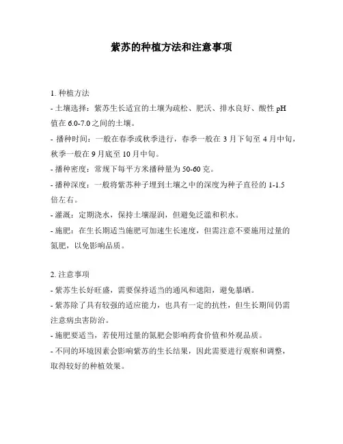 紫苏的种植方法和注意事项