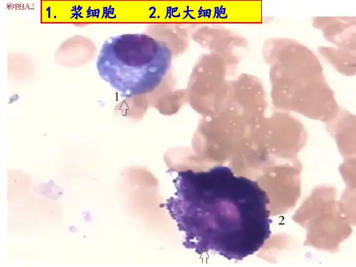 骨髓细胞图谱