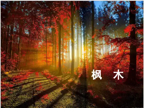 枫木