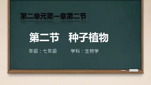 第二节种子植物课件2024-2025学年人教版生物七年级上册