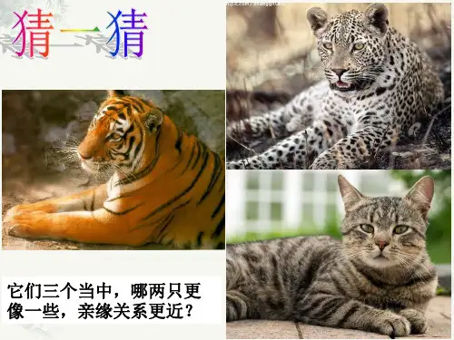 初中生物第六章第一节生物的分类