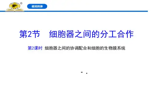 《细胞器之间的分工合作》细胞的基本结构PPT(第二课时)