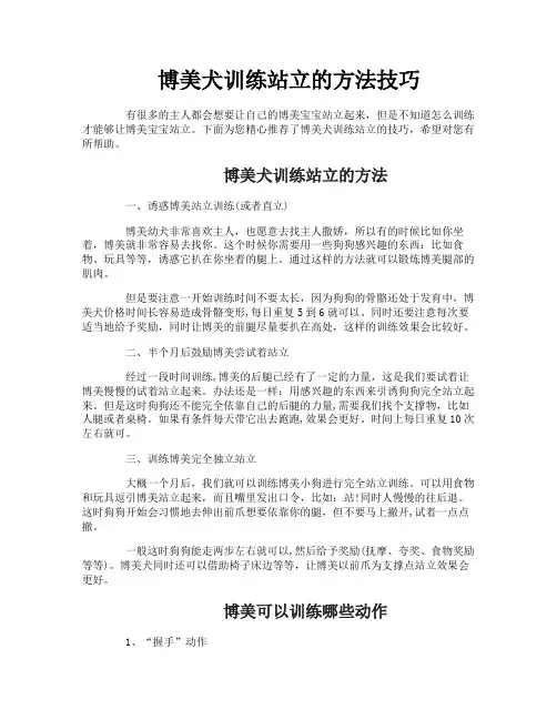 博美犬训练站立的方法技巧