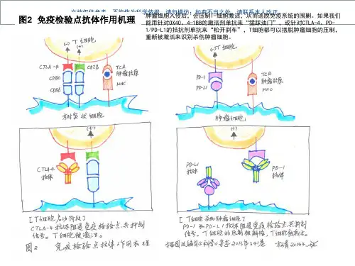 T细胞免疫图片课件