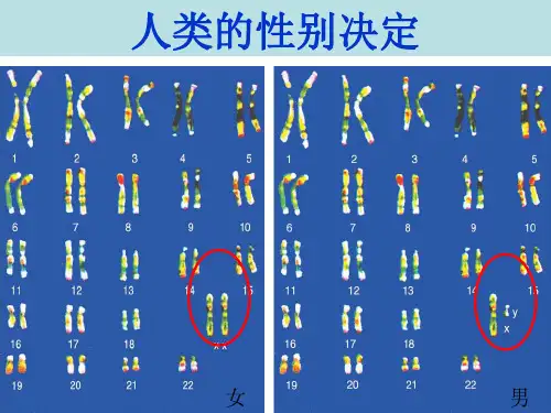 初中生物【人类染色体与性别决定】优质课件