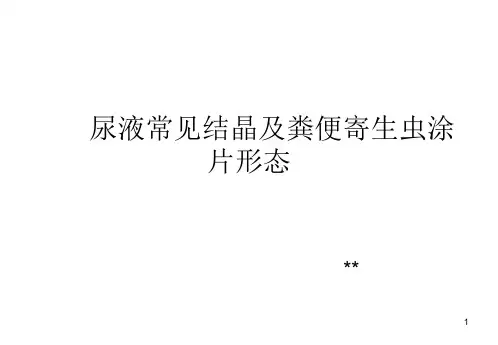 尿液常见结晶及粪便寄生虫涂片形态PPT课件