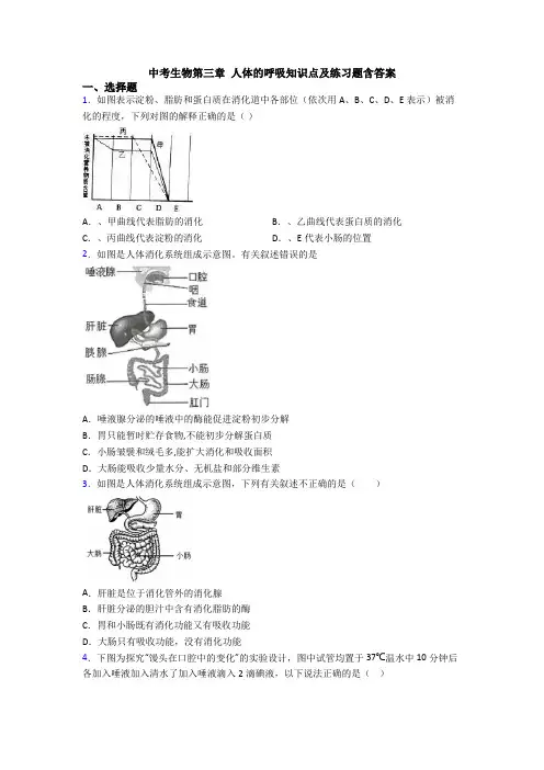 中考生物第三章 人体的呼吸知识点及练习题含答案