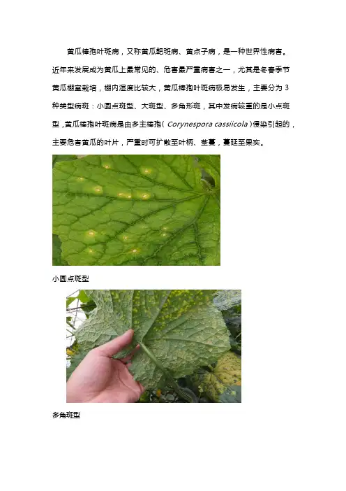 黄瓜小黄点怎么防治