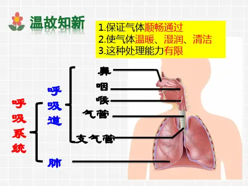 人教版七年级下册第三章第二节 发生在肺内的气体交换 课件(19张PPT)