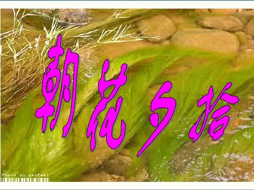 朝花夕拾-完整版ppt课件