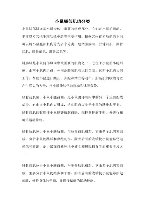 小鼠腿部肌肉分类