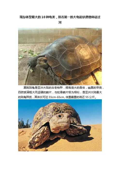 现存体型最大的10种龟类，排名第一的大龟能驮唐僧师徒过河