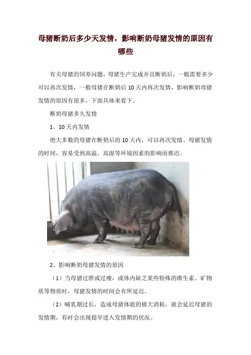 母猪断奶后多少天发情,影响断奶母猪发情的原因有哪些