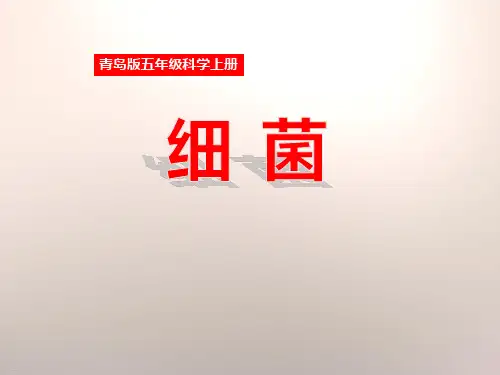 《细菌》PPT课件-完美版