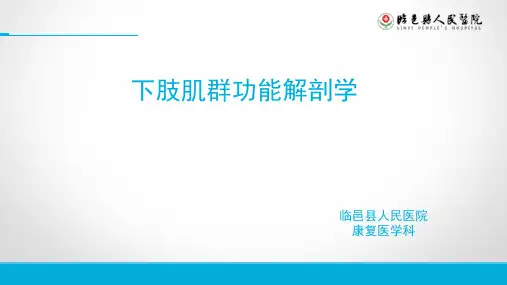 下肢肌群功能解剖学