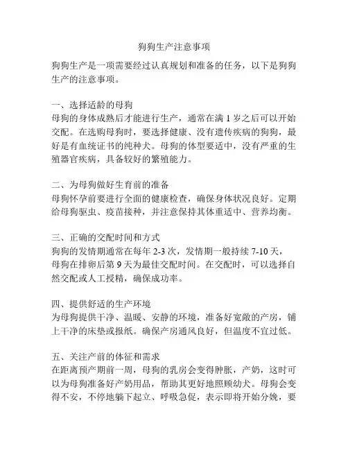狗狗生产注意事项