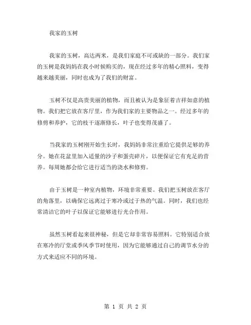 我家的玉树作文范文