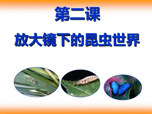 六年级下册科学-1.2放大镜下的昆虫世界