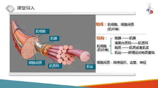 肌组织—骨骼肌(正常人体结构课件)