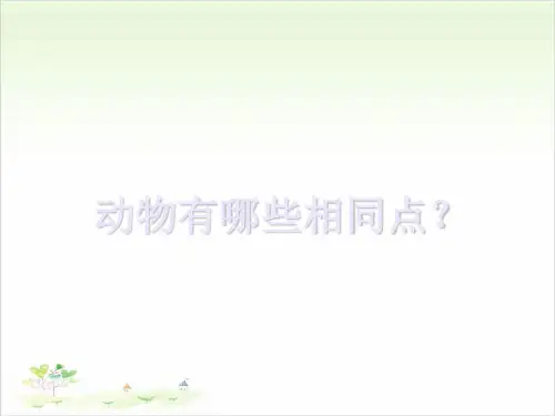 三年级上册科学-动物有哪些相同特点优秀课件教科版