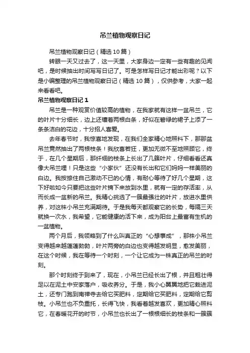吊兰植物观察日记（精选10篇）