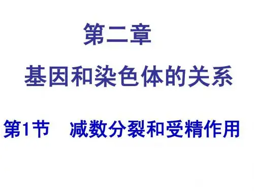 减数分裂
