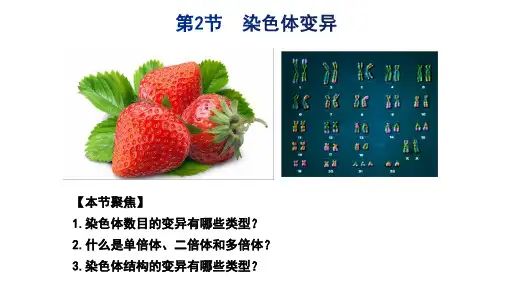 5-2染色体变异(课件)——高中生物人教版(2019)必修第二册