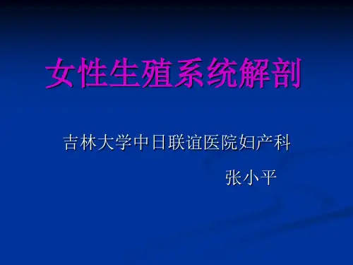 七版女性生殖系统解剖