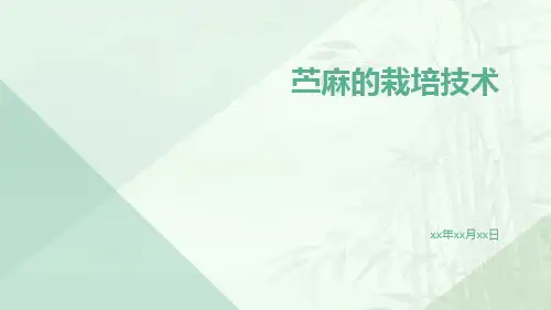 苎麻的栽培技术