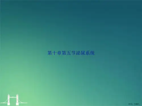 第十章第五节泌尿系统2讲课文档