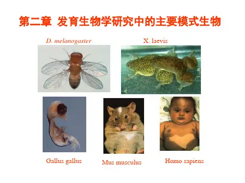 第2章 发育生物学中模式生物