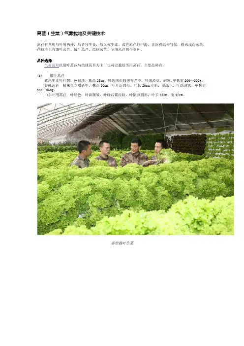 莴苣（生菜）气雾栽培及关键技术