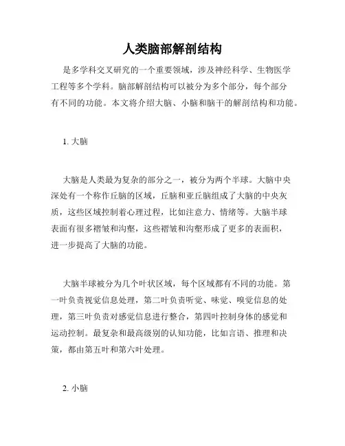 人类脑部解剖结构