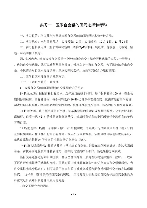 玉米自交系的田间选择和室内考种