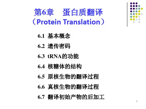 分子遗传学第6章 蛋白质翻译