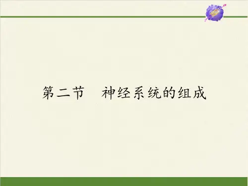 人教版初中生物七年级下册课件-4.6.2 神经系统的组成26