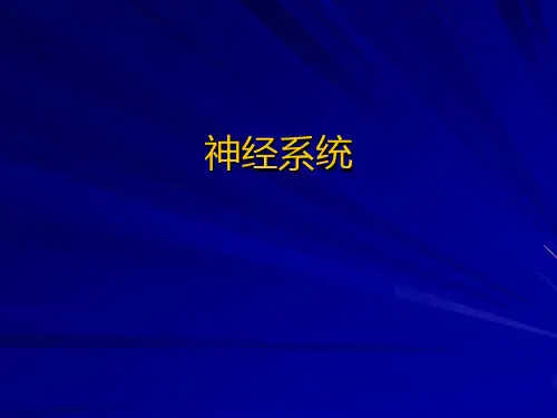 哺乳动物的神经系统简介