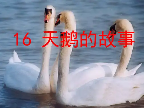 16-天鹅的故事最新课件