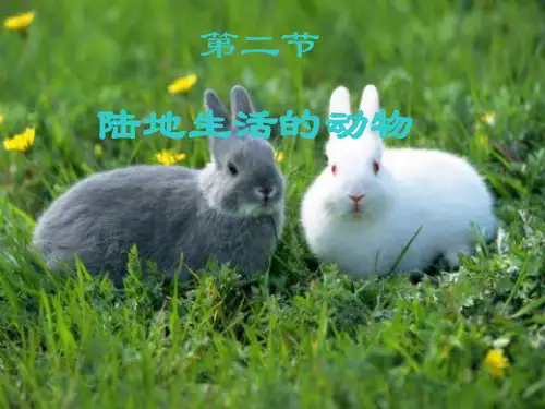 在陆地上生活的动物