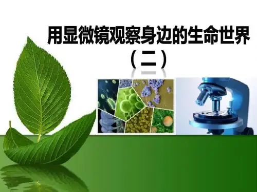 【小学课件】《用显微镜观察身边的生命世界(二)》微小世界优质PPT课件3