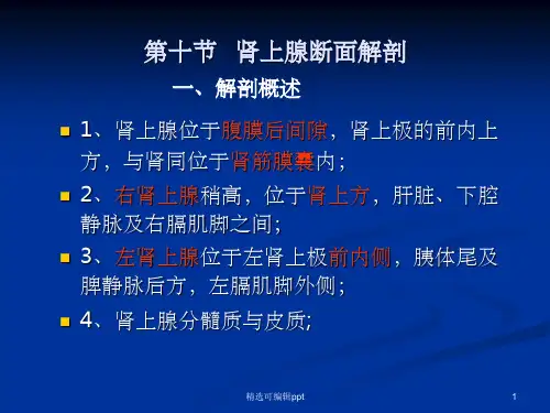 影像解剖 肾上腺