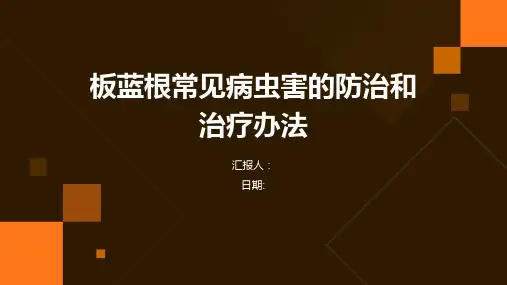 板蓝根常见病虫害的防治和治疗办法