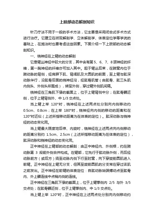 上肢部动态解剖知识