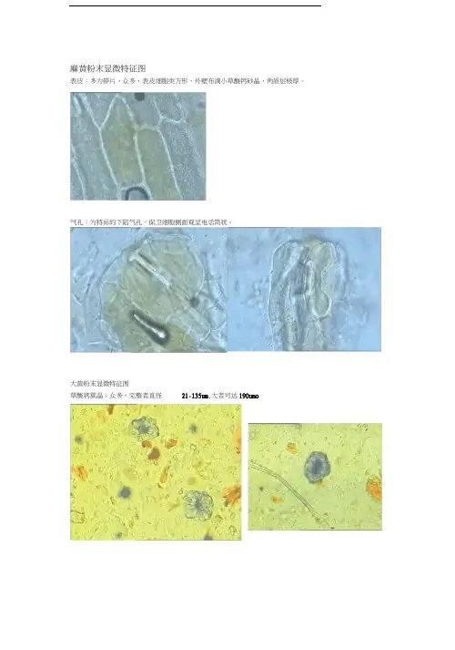 生药粉末显微特征及彩图