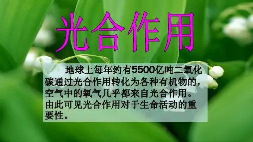 浙教版八年级科学下3.6光合作用教学课件共20张PPT