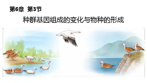 人教版高中生物必修二 种群基因组成的变化与物种的形成 生物的进化 课件