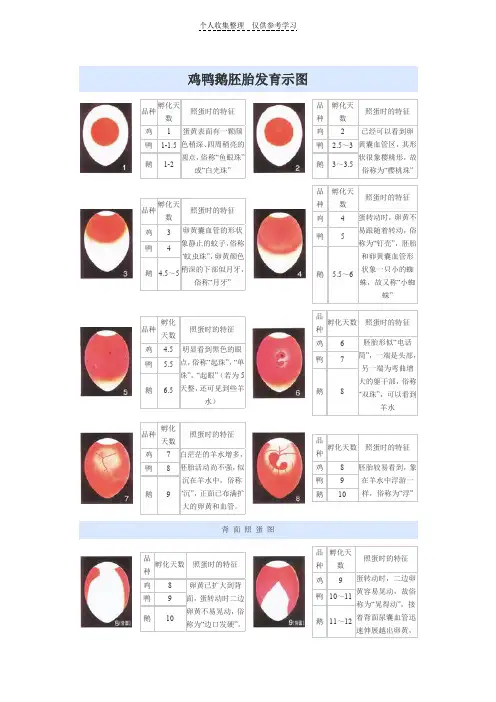 鸡鸭鹅胚胎正面发育图